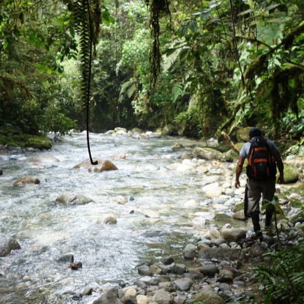 Journée Forêt Ancestrale